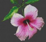 (image for) Pink Hibiscus